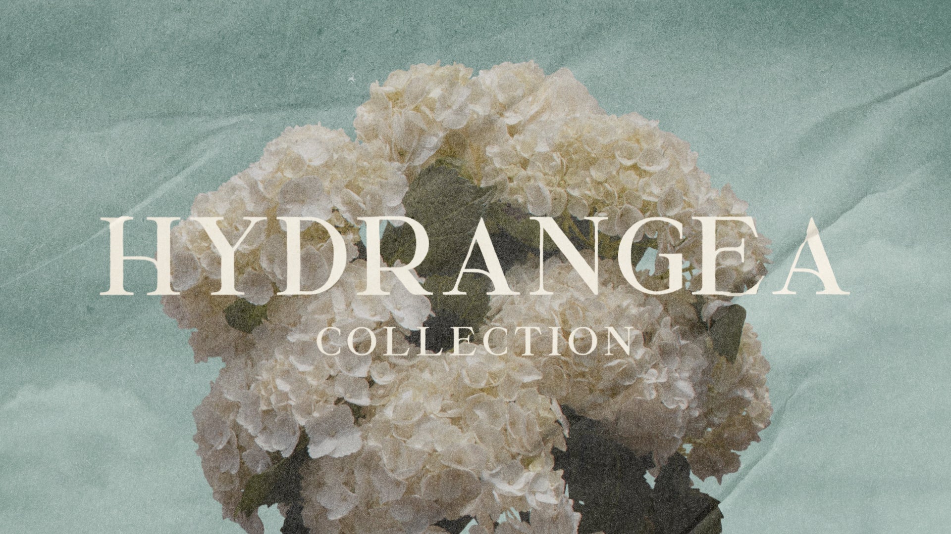 Hydrangea : Collection