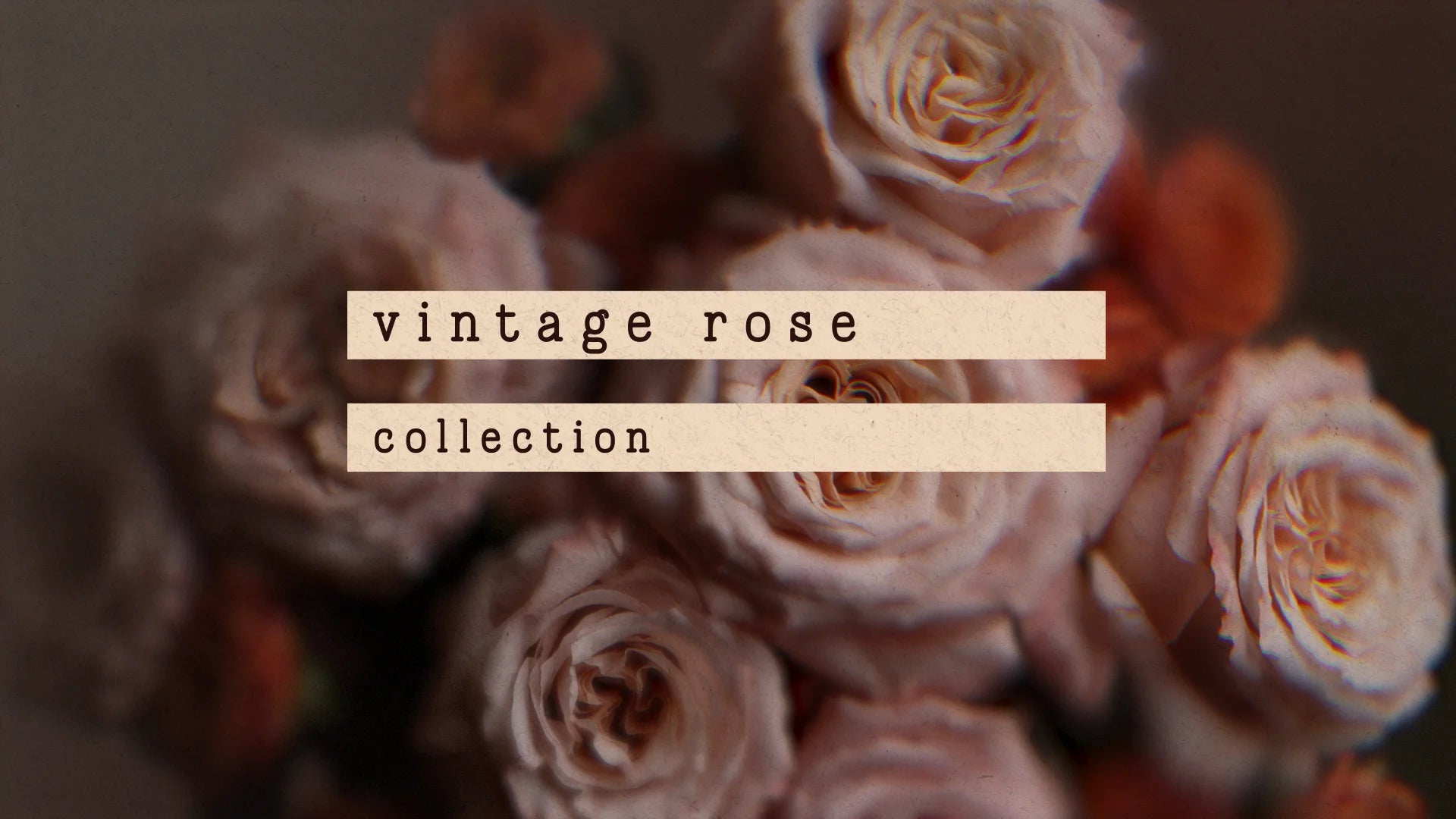 Vintage Rose : Collection