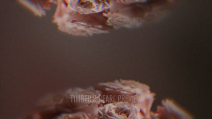 Vintage Rose : Collection